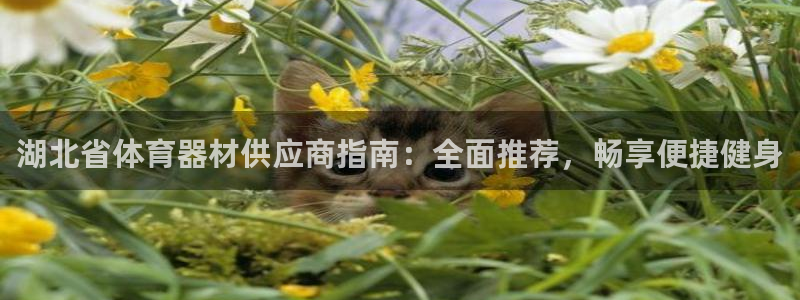 尊龙官网网站：湖北省体育器材供应商指南：全面推荐，畅